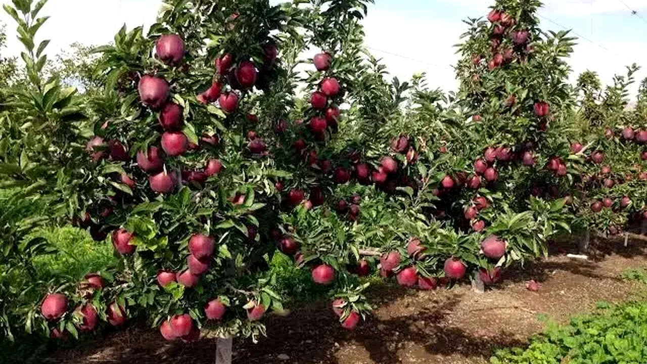 خرید توافقی سیب برای حمایت از باغداران آغاز شد
