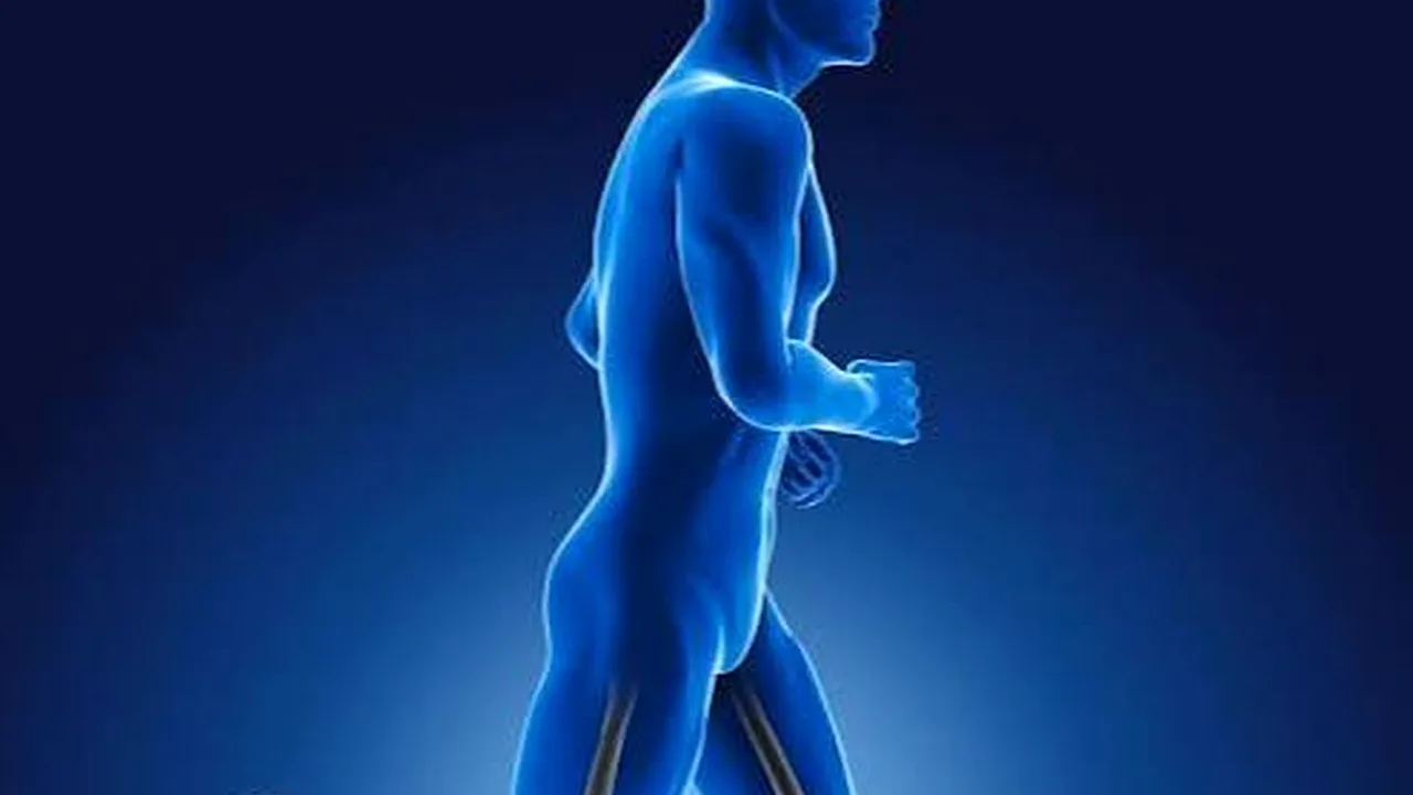 راهکارهای کلیدی برای حفظ سلامت استخوانها و پیشگیری از پوکی استخوان
