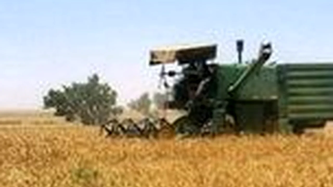 پرداخت ۴۵۰ همتی دولت به گندمکاران؛ راز پشت پرده امنیت غذایی ایران فاش شد؟