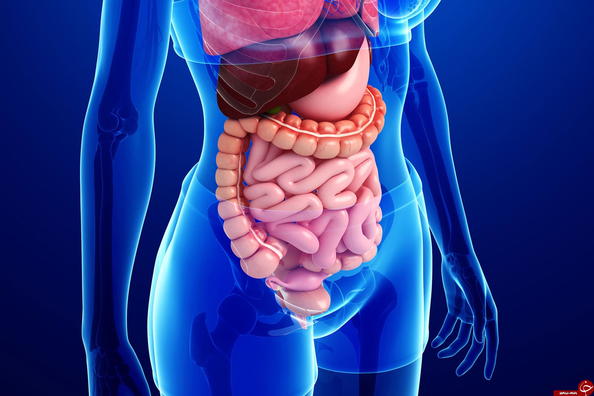 سلامت روده چه تاثیری بر دستگاه گوارش دارد؟ راهکارهای تقویت روده سالم