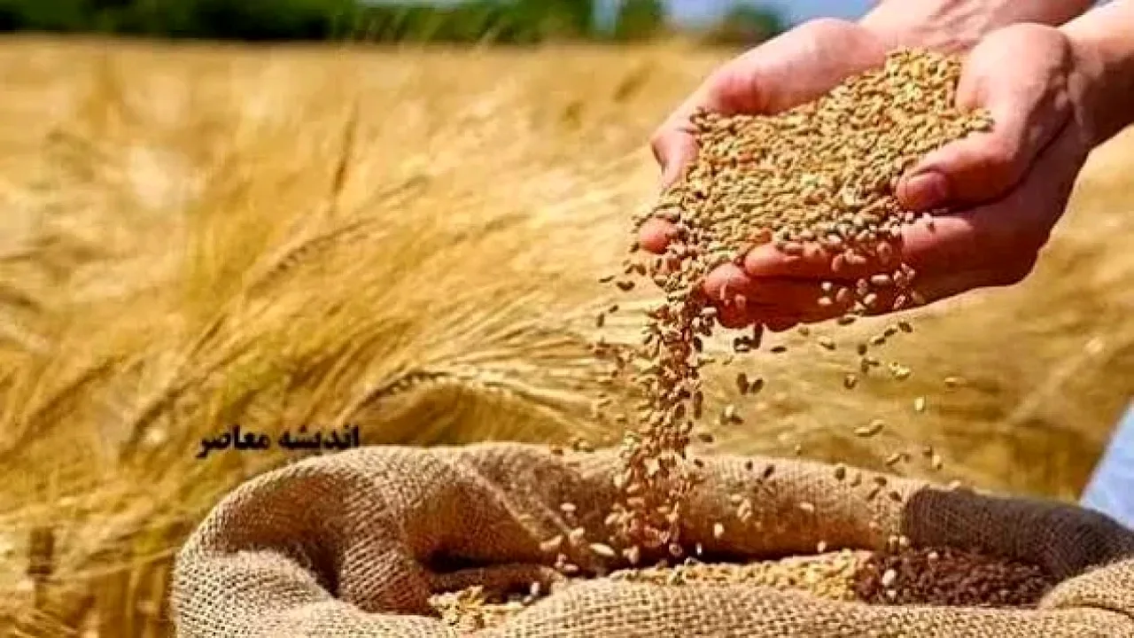 مطالبات ۲۰ هزار میلیاردی گندمکاران؛ وعده دولت محقق نشد