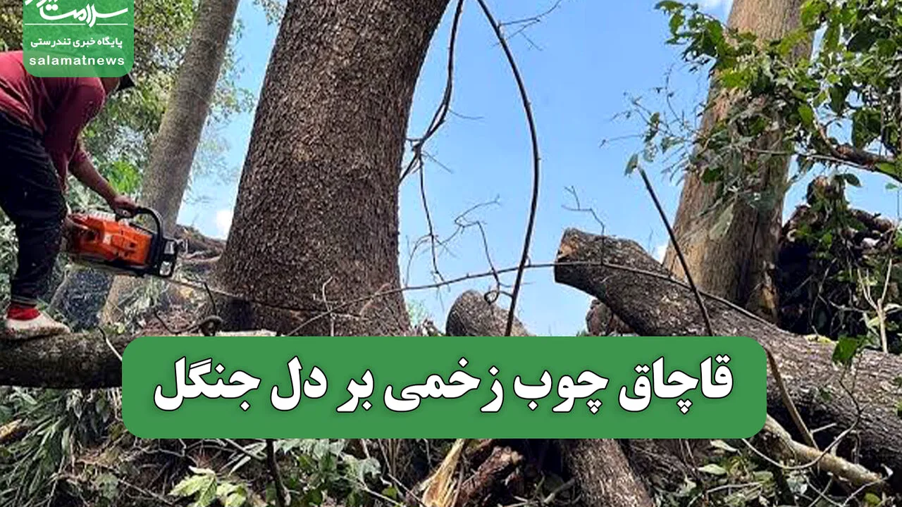 قطع غیرقانونی درختان؛ خسارتی فراتر از چوب